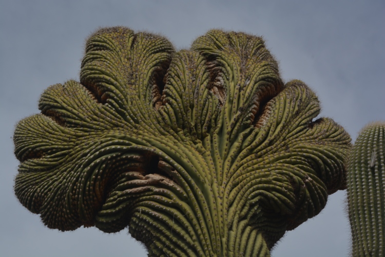crestated saguaro